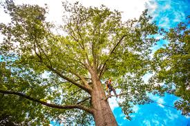 Hurstbourne, KY Tree Care Company