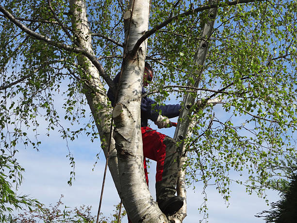 Best Arborist Consultation Services  in Hurstbourne, KY